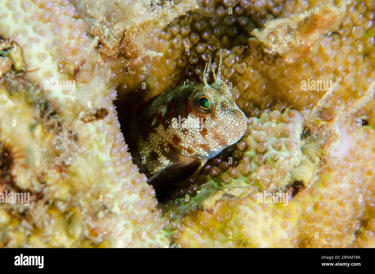Spotted and Barred Blenny, Mimoblennius atrocinctus, in hole, Two Tree Island dive site, Sagof, Misool, Raja Ampat, West Papua, Indonesia Stock Photo