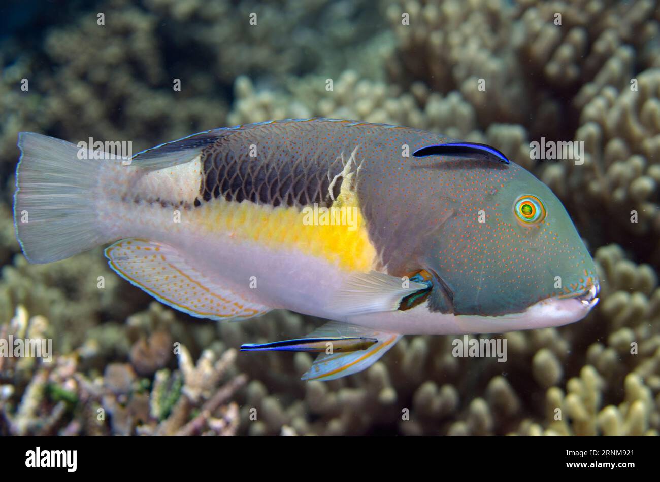 Male Anchor Tuskfish, Choerodon anchorago, being cleaned by pair of Bluestreak Cleaner Wrasse, Labroides dimidiatus, Sawanderek Jetty dive site, Mansu Stock Photo