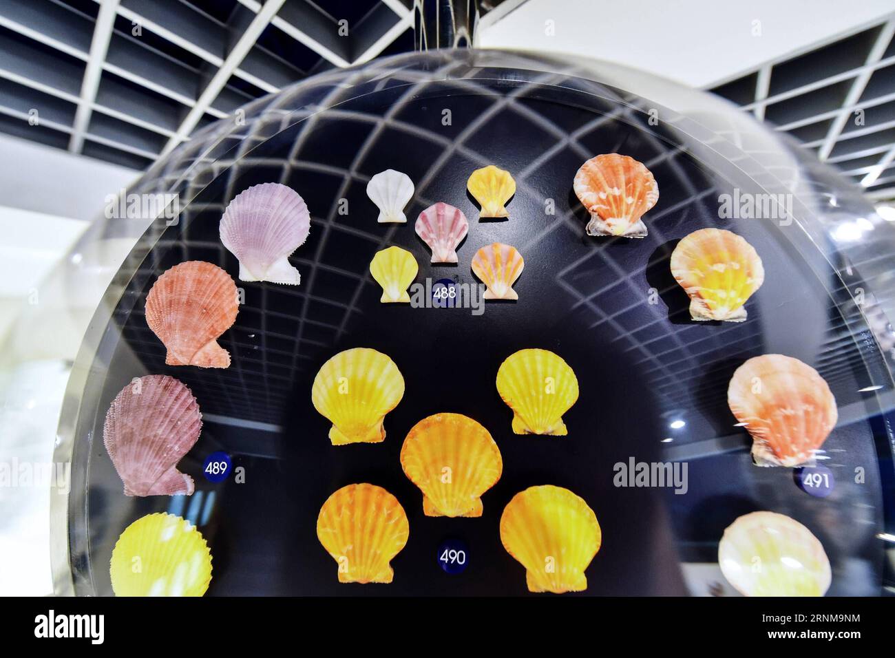 (170518) -- BANGKOK, May 18, 2017 -- The shells of various scallops are displayed at the Bangkok Seashell Museum in Bangkok, Thailand, May 18, 2017. Embracing a collection of over 3,000 specimens of 600 species, the Bangkok Seashell Museum not only enchants its visitors with a kaleidoscope of natural shapes and colors, but also serves as a knowledge source for those interested in the evolution and classification of shelled animals. ) (hy) THAILAND-BANGKOK-SEASHELL-MUSEUM-COLLECTION LixMangmang PUBLICATIONxNOTxINxCHN   Bangkok May 18 2017 The Shells of Various scallops are displayed AT The Bang Stock Photo