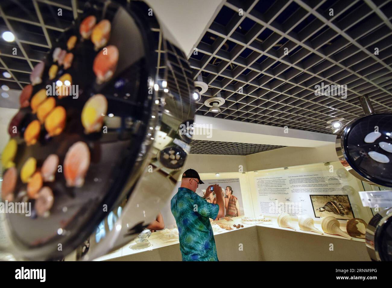 (170518) -- BANGKOK, May 18, 2017 -- A tourist takes photos of conches at the Bangkok Seashell Museum in Bangkok, Thailand, May 18, 2017. Embracing a collection of over 3,000 specimens of 600 species, the Bangkok Seashell Museum not only enchants its visitors with a kaleidoscope of natural shapes and colors, but also serves as a knowledge source for those interested in the evolution and classification of shelled animals. ) (hy) THAILAND-BANGKOK-SEASHELL-MUSEUM-COLLECTION LixMangmang PUBLICATIONxNOTxINxCHN   Bangkok May 18 2017 a Tourist Takes Photos of conches AT The Bangkok Seashell Museum in Stock Photo