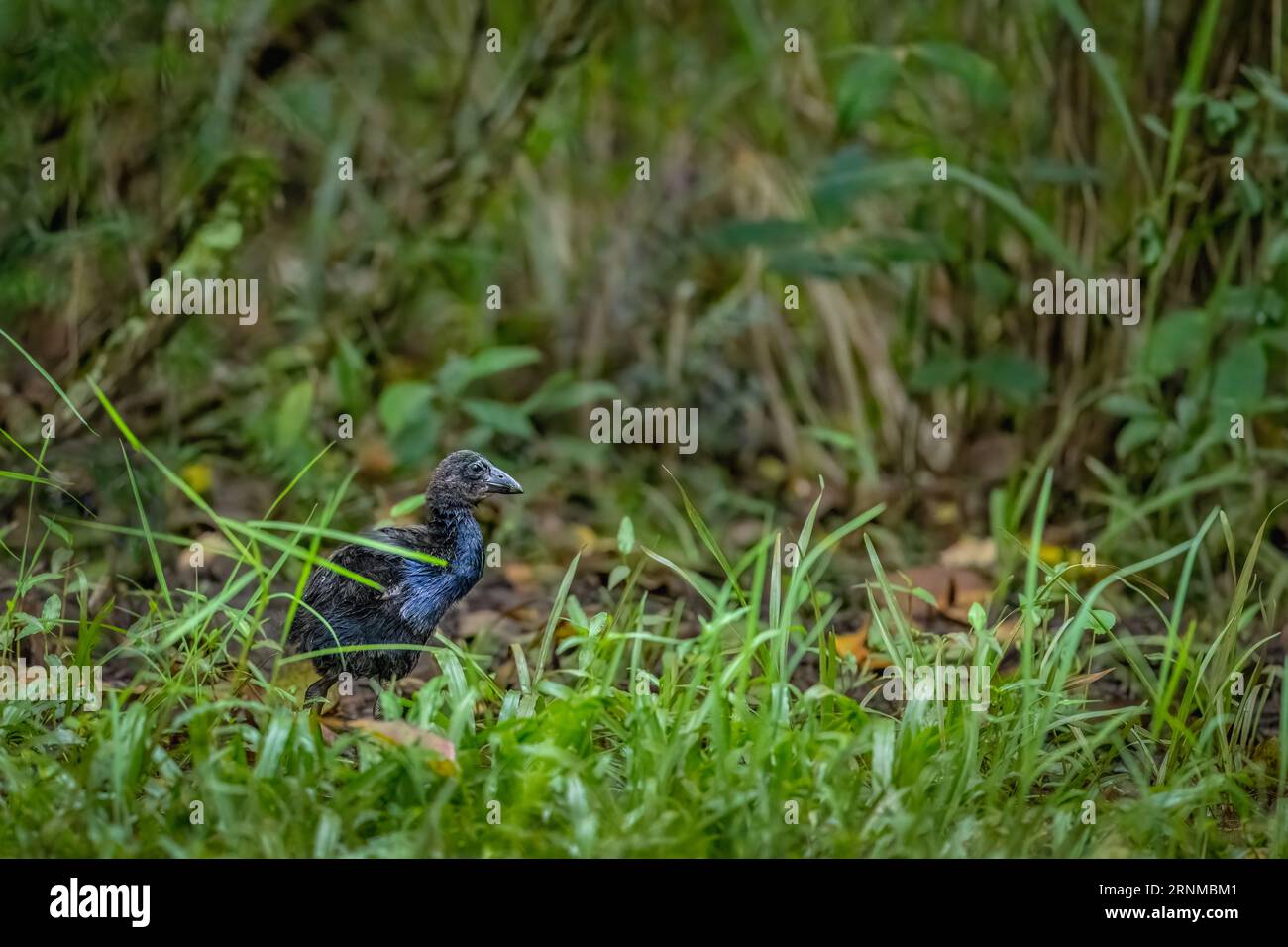 A young Pukeko(Purple Swamphen) walking through the short grass after wandering away from its mother in Hastie's Swamp in Atherton, Austra;lia. Stock Photo