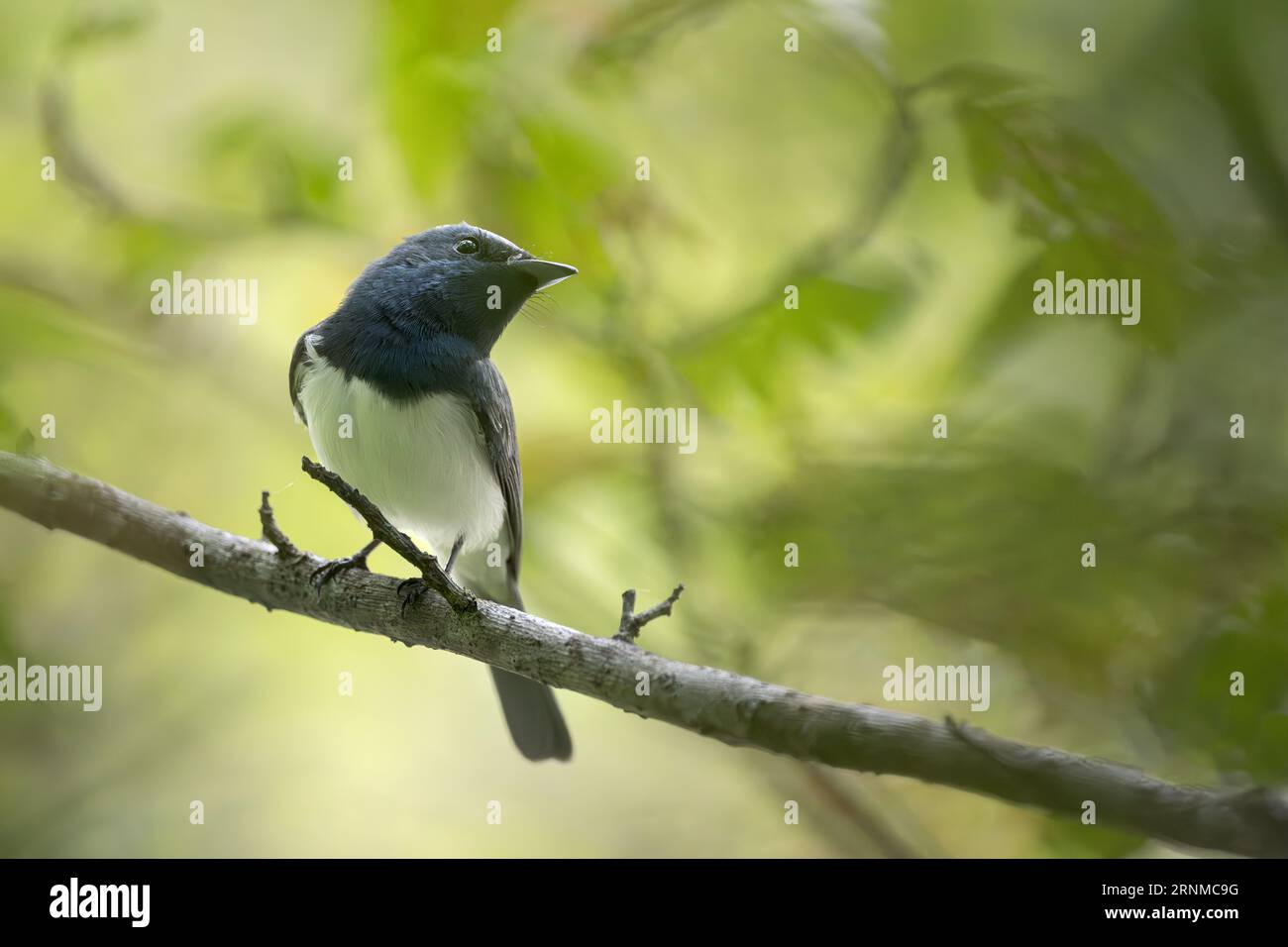 Leaden Leaden coloured flycatcher hi-res stock photography and images - Alamy