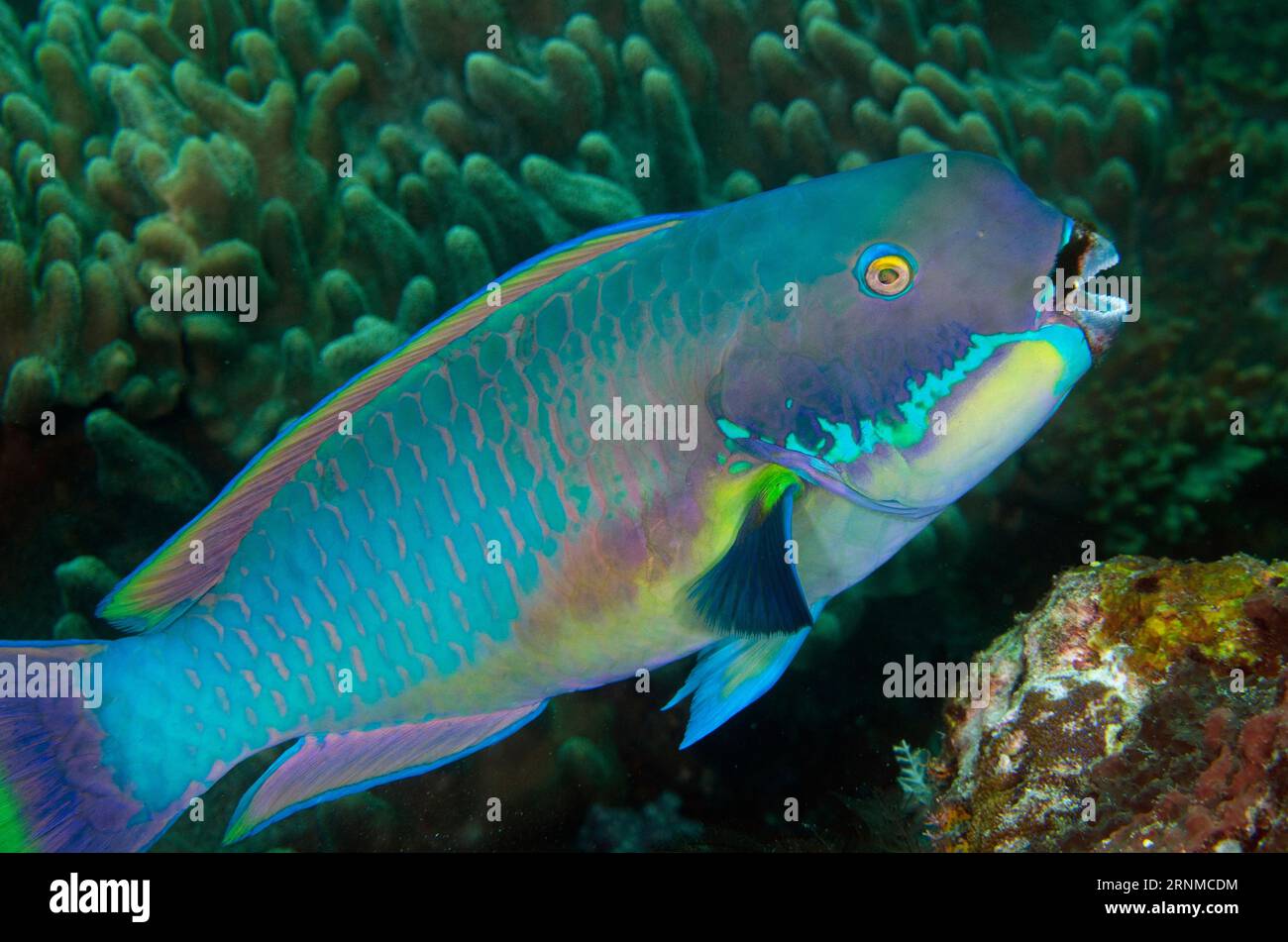 Steephead Parrotfish, Chlorurus microrhinos, Blue Magic dive site, Mioskon, Dampier Strait, Raja Ampat, West Papua, Indonesia Stock Photo