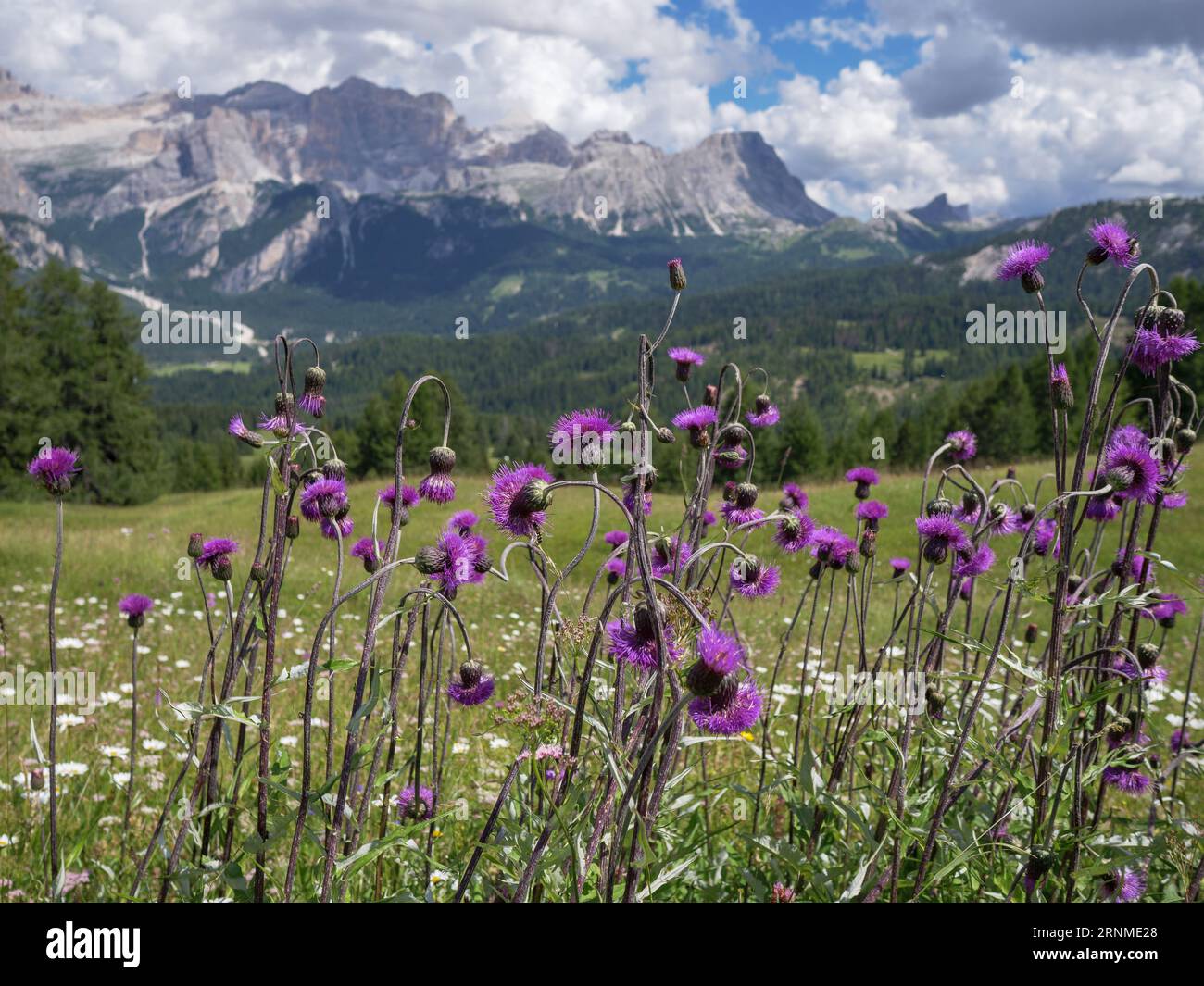 Cirsium Helenioides, the melancholy thistle a Perennial Plant in the Italian Mountain Alps. Stock Photo