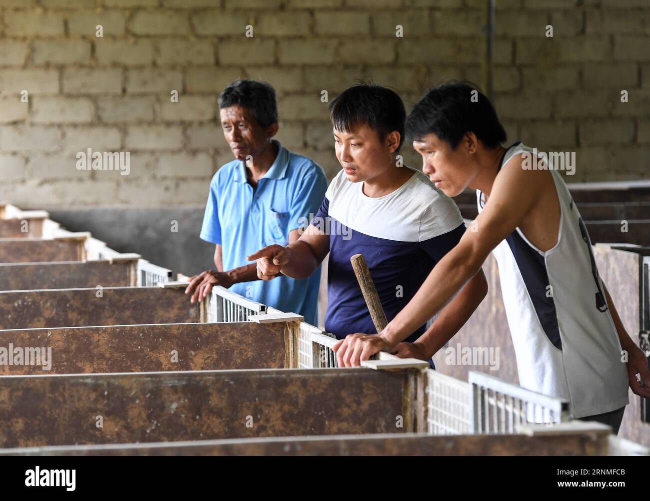(170526) -- WUZHISHAN, May 26, 2017 -- Liu Fucai (C) discusses breeding skills with villager Wei Yangdi (L) and Xing Jianliang at his porcupine farm in Fanyang Township of Wuzhishan City, south China s Hainan Province, May 24, 2017. The 28-year-old Liu established a breeding and cultivation cooperative after graduation from high school. Two years ago, he tried to breed six porcupines and got a good return. In 2016, Liu went to Taoyuan County of central China s Hunan to learn porcupine breeding skills and built a porcupine farm covering 300 square meters in his hometown. Twenty-seven families i Stock Photo