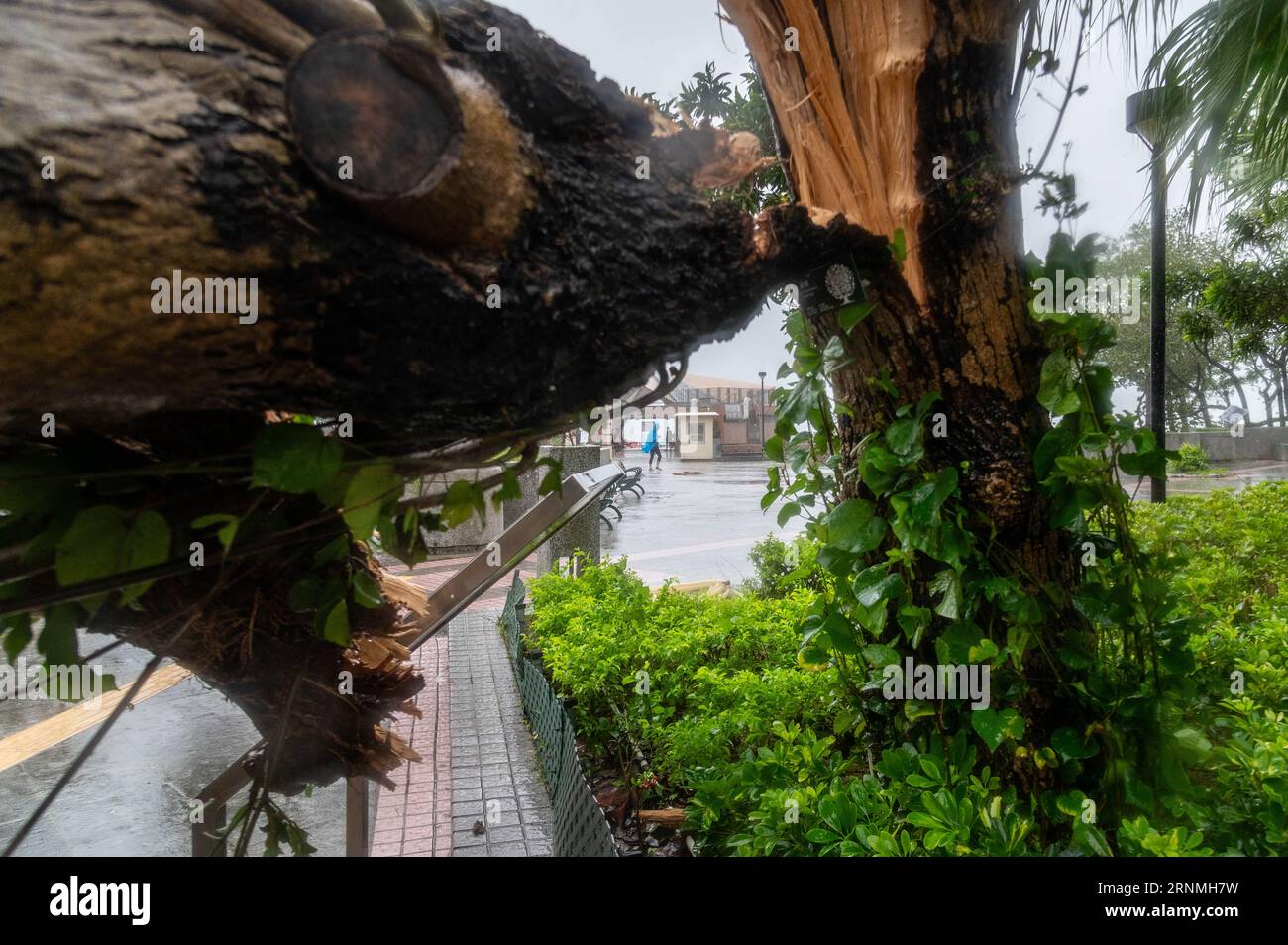 Hong Kong, Hong Kong. 02nd Sep, 2023. A Fallen Tree Adjacent To The ...