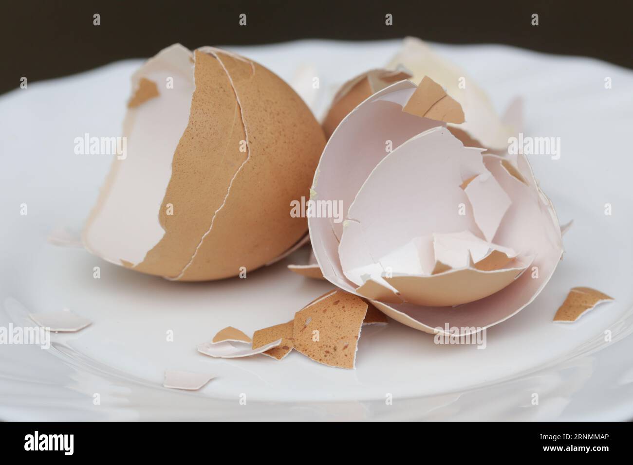 Bitcrushed Shell Crushed eggshell natural shell hi-res stock photography and images - Alamy