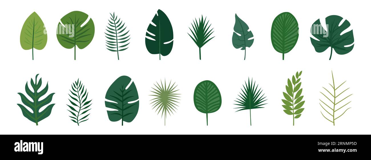 Collection of tropical leaves. Flat isolated elements on a white ...
