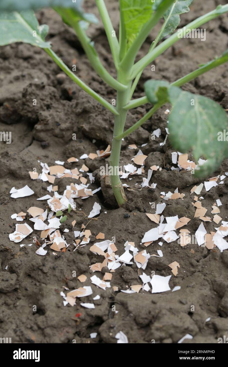 Crushed eggs shellsaround plant as organic fertilizer at home garden and an effective barrier
