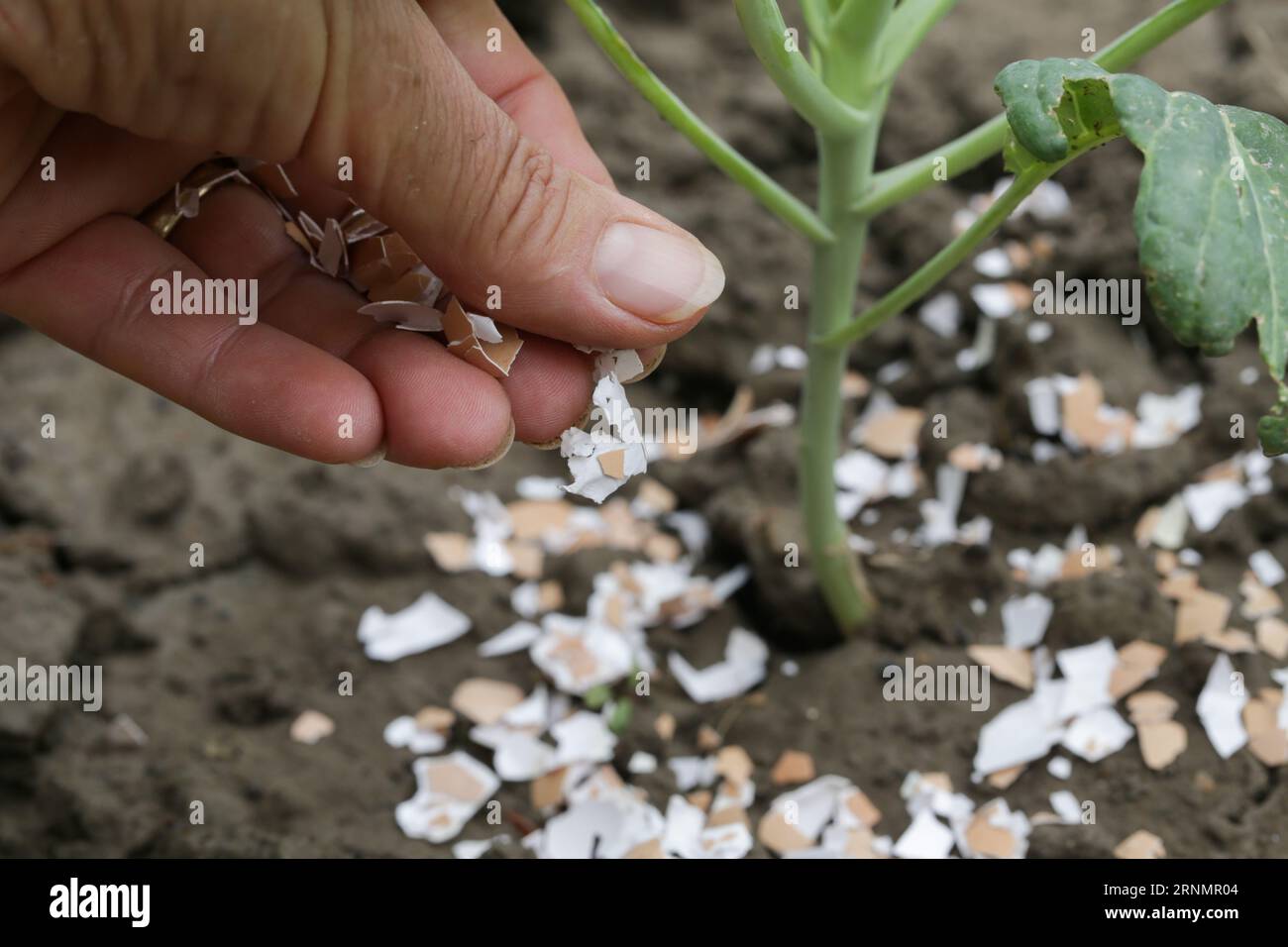 Crushed eggs shellsaround plant as organic fertilizer at home garden and an effective barrier