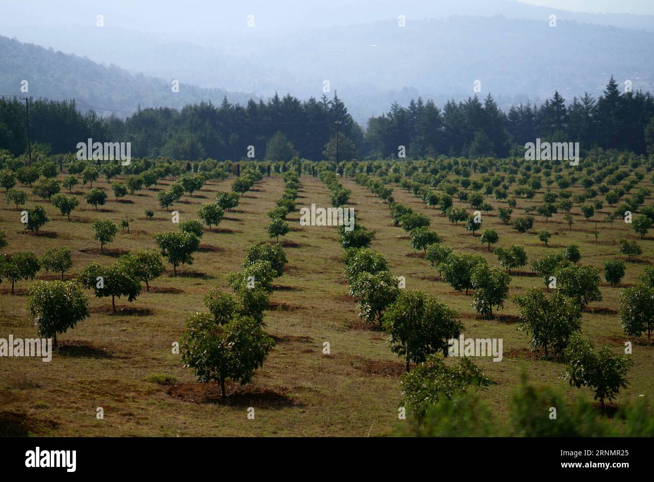 (170608) -- URUAPAN, June 8, 2017 -- Photo taken on June 3, 2017 shows an avocado orchard at Avo Hass, one of the eight avocado packing plants in Uruapanat, in the state of Michoacan, Mexico. Michoacan produced nearly 1.5 million tons of avocado in 2016, according to the federal government s annual agricultural records. Uruapan, accounted for 10.5 percent of the state s total production of the so-called green gold, as the vegetable-like fruit is called in Mexico. David de la Paz) (ma) (rtg)(gj) MEXICO-URUAPAN-AVOCADO e DavidxdexlaxPaz PUBLICATIONxNOTxINxCHN   Uruapan June 8 2017 Photo Taken ON Stock Photo