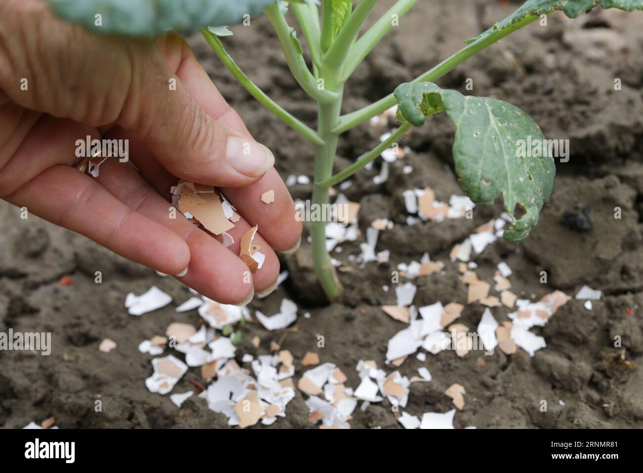 Crushed eggs shellsaround plant as organic fertilizer at home garden