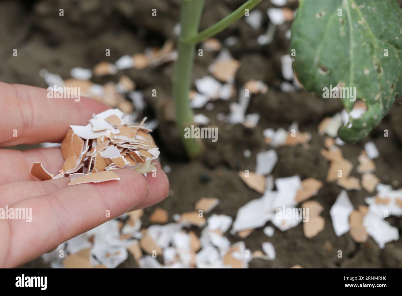 Crushed eggs shellsaround plant as organic fertilizer at home garden