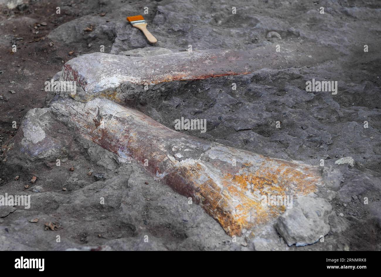 Yanji fossil hi-res stock photography and images - Alamy