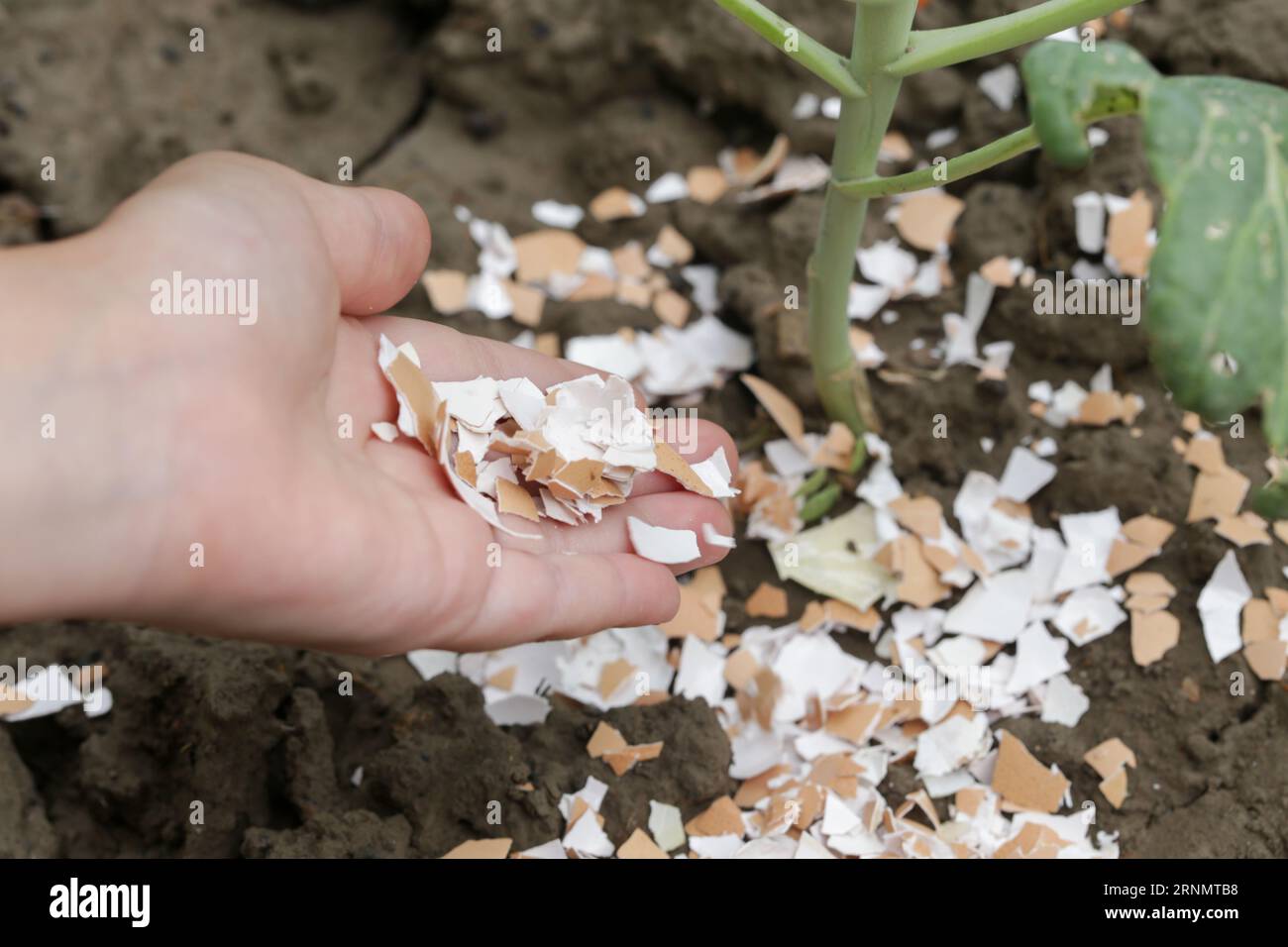 Crushed eggs shellsaround plant as organic fertilizer at home garden