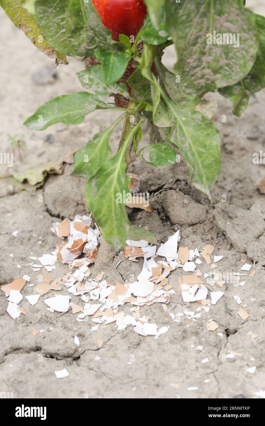 Crushed eggs shellsaround plant as organic fertilizer at home garden