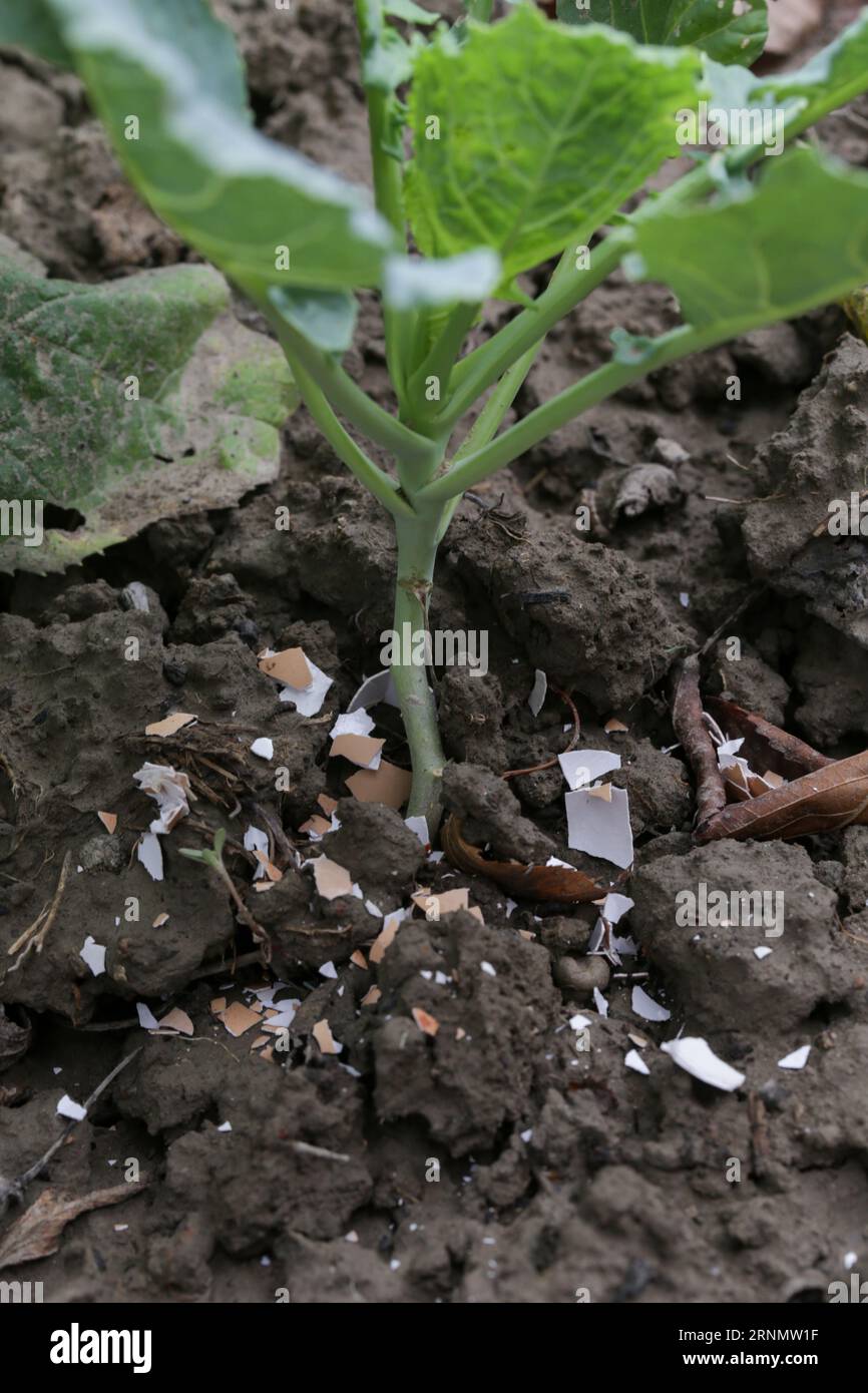 Crushed eggs shellsaround plant as organic fertilizer at home garden