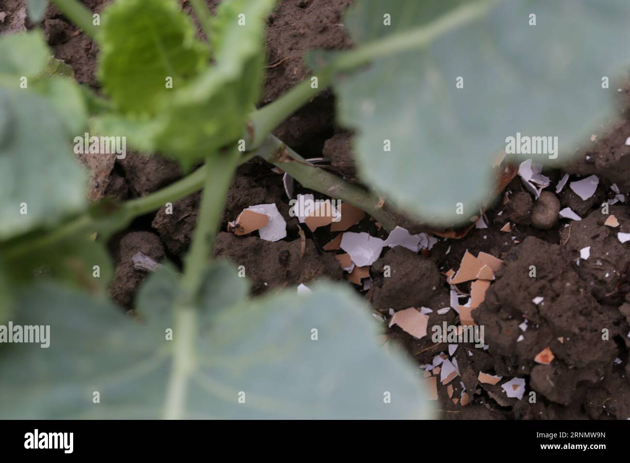 Crushed eggs shellsaround plant as organic fertilizer at home garden
