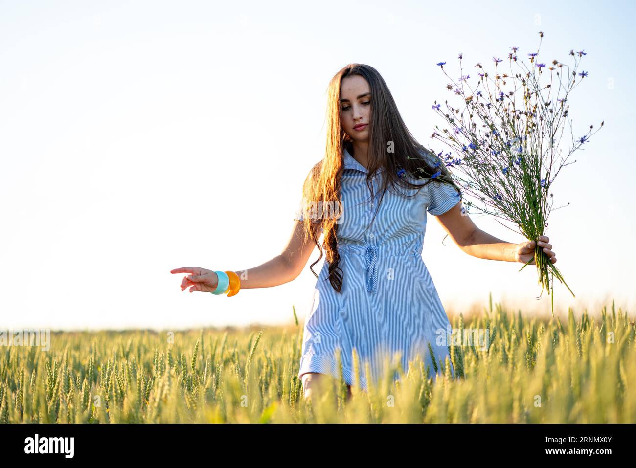 girl teenager with long hair in a short dress picking a bouquet of cornflowers in a wheat field Stock Photo