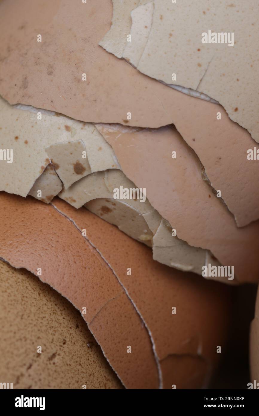Stack of broken and dry eggshells Stock Photo Alamy
