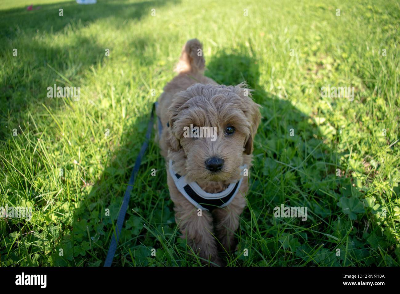 Cream Australian Labradoodle pup standing outside on the grass looking