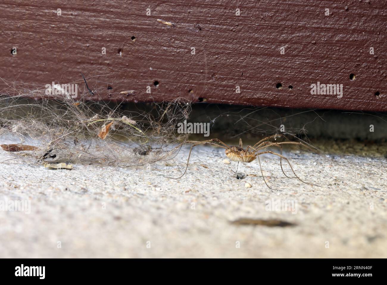 Spider web clump hi-res stock photography and images - Alamy