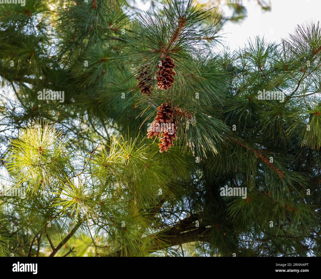 groups of pine cones thick with sap high up in the tree Stock Photo - Alamy