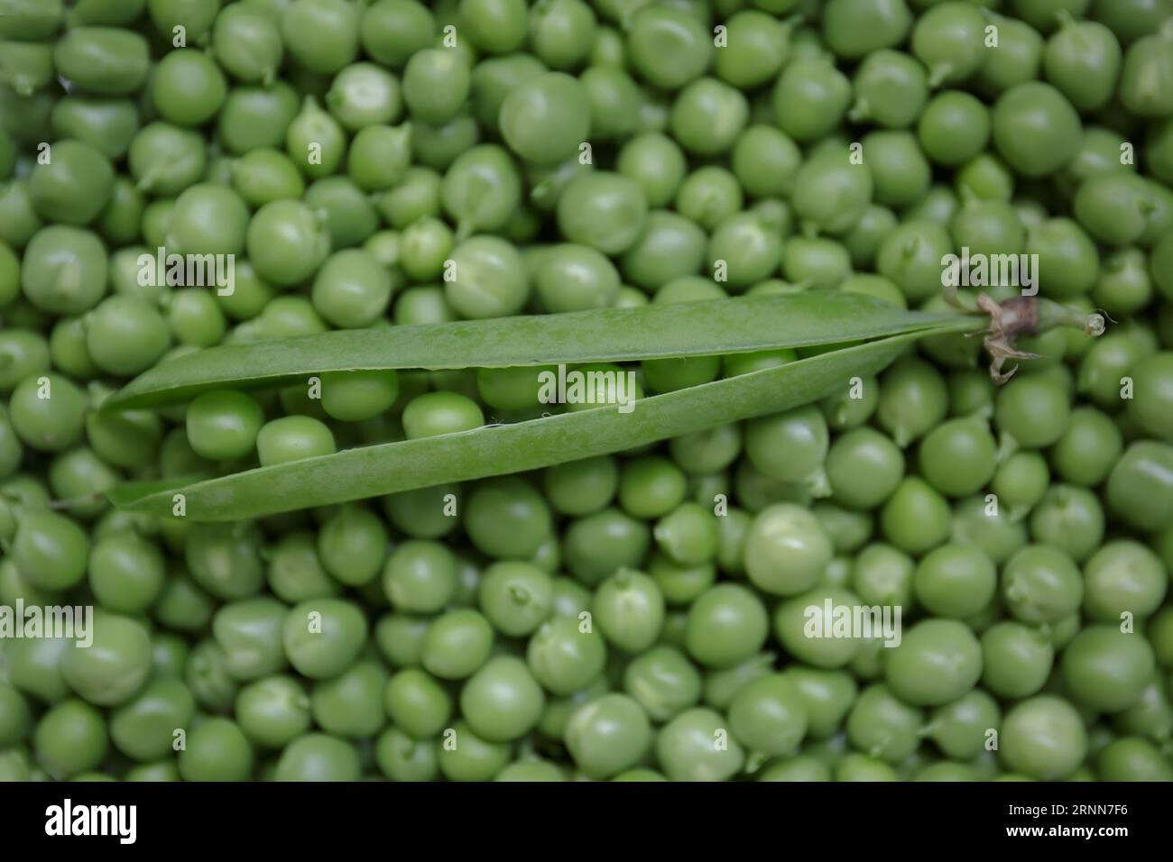 Green pea. Fresh peas with open pod on top. Peeled sweet peas Stock Photo