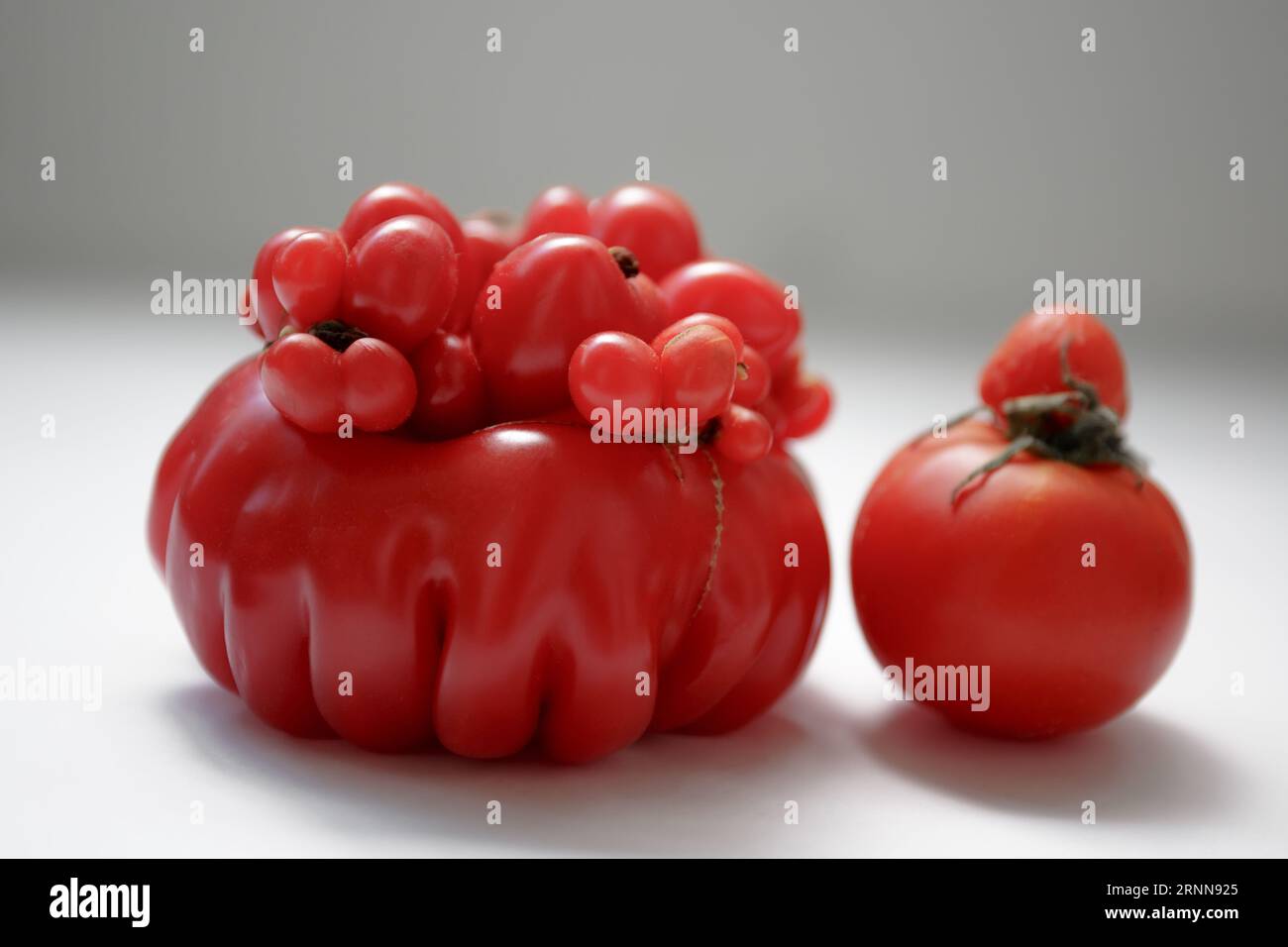 Mutant deformation of tomatoes, outgrowth on a fetus. Severely malformed tomato. A non-standard ugly vegetable. Deformed abnormal red tomato on a whit Stock Photo