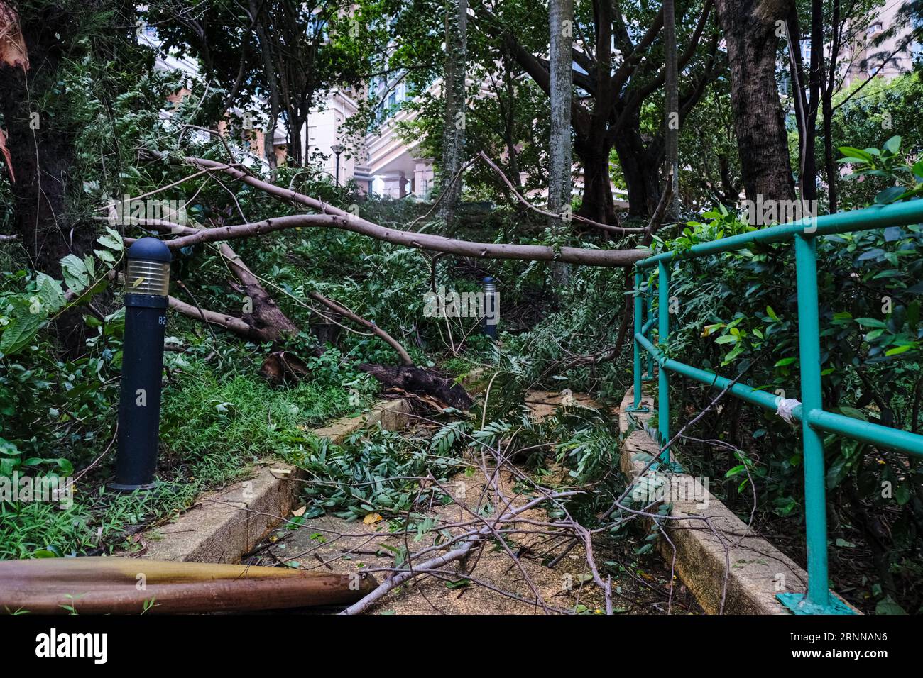 Hong Kong China 2nd Sep 2023 Tree Branches And Leaves Brought Down hong-kong-china-2nd-sep-2023-tree-branches-and-leaves-brought-down