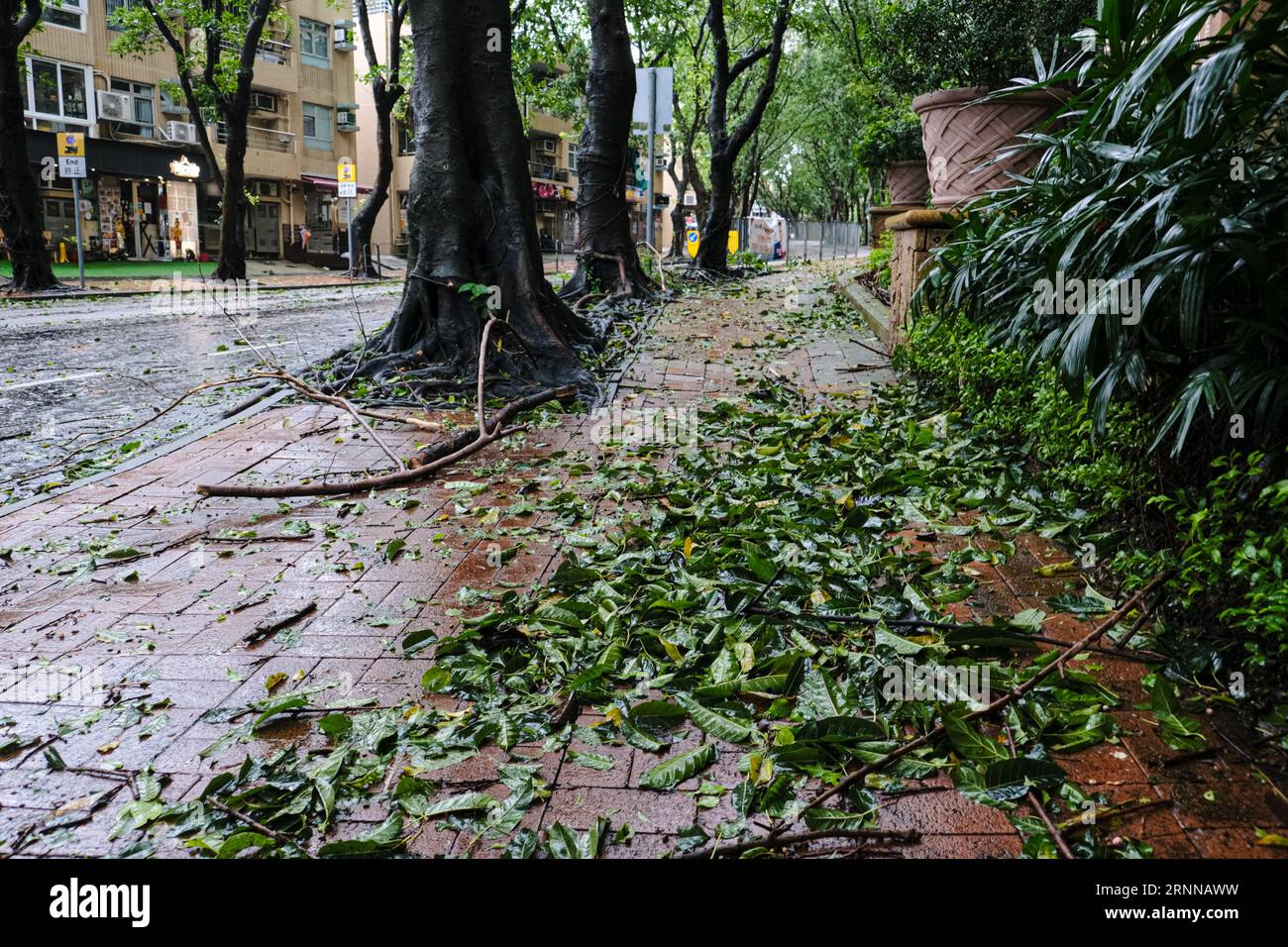Toppling tree hi-res stock photography and images - Alamy