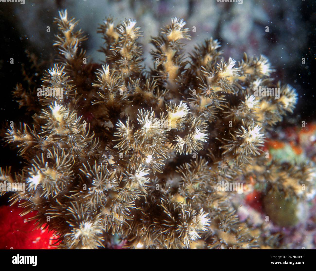 The stony coral Galaxea acrhelia (formerly Acrhelia horrescens) from Bunaken NP, North Sulawesi, Indonesia. Stock Photo