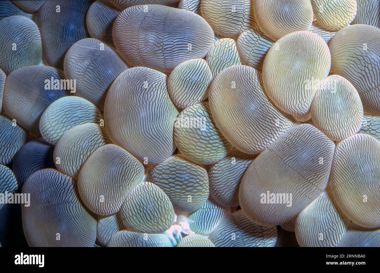 Close up of the bubble coral (Plerogyra sinuosa) with prominent vesicles. Aquariumphoto. Stock Photo