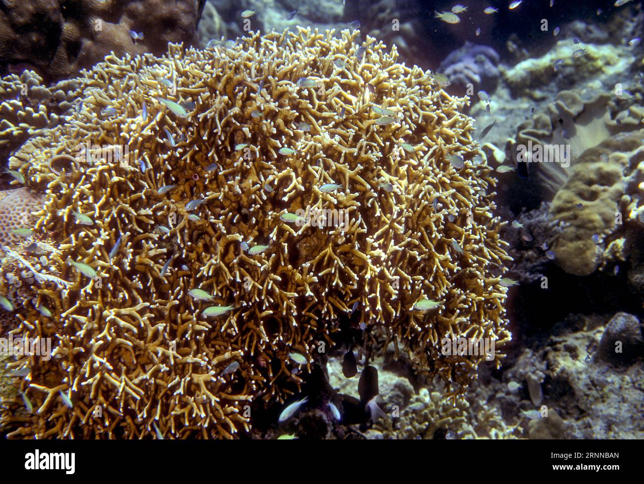 Milleporidae hydroids hi-res stock photography and images - Alamy