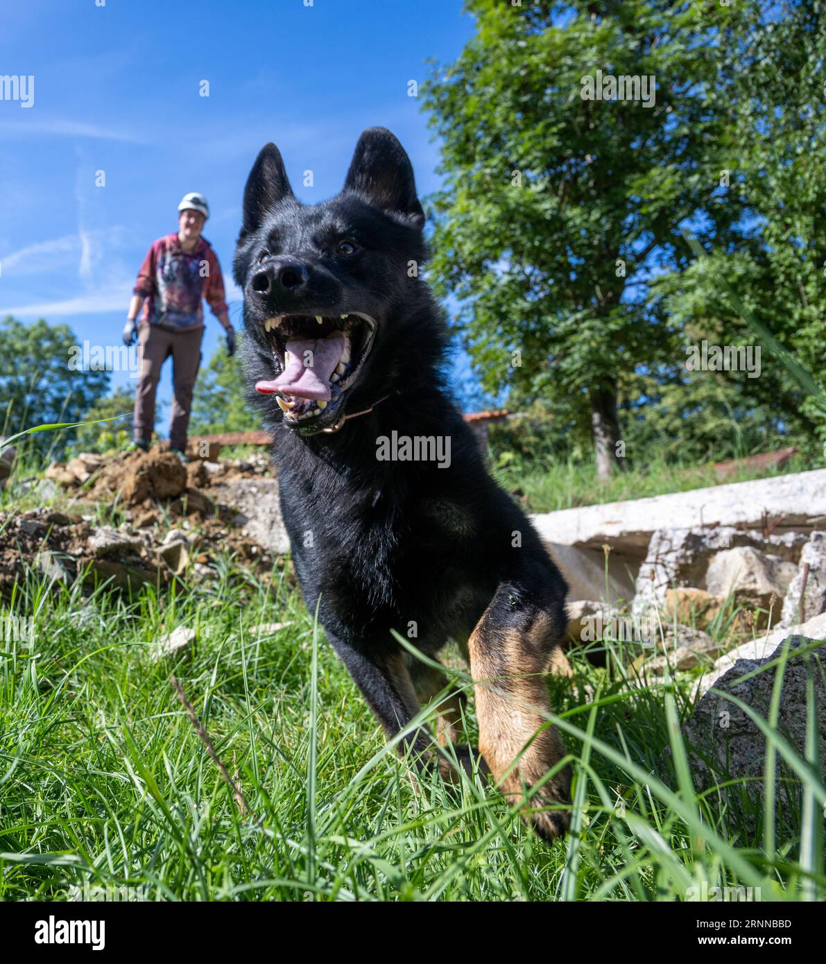 schlierbach-germany-02nd-sep-2023-dog-handler-kim-freiburg-searches