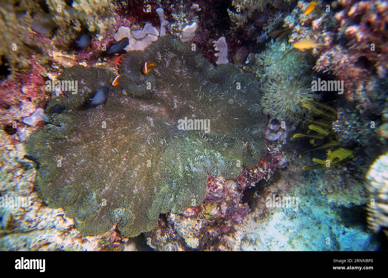 Merten's carpet sea anemone (Stichodactyla mertensii) from  the Philippines. Stock Photo