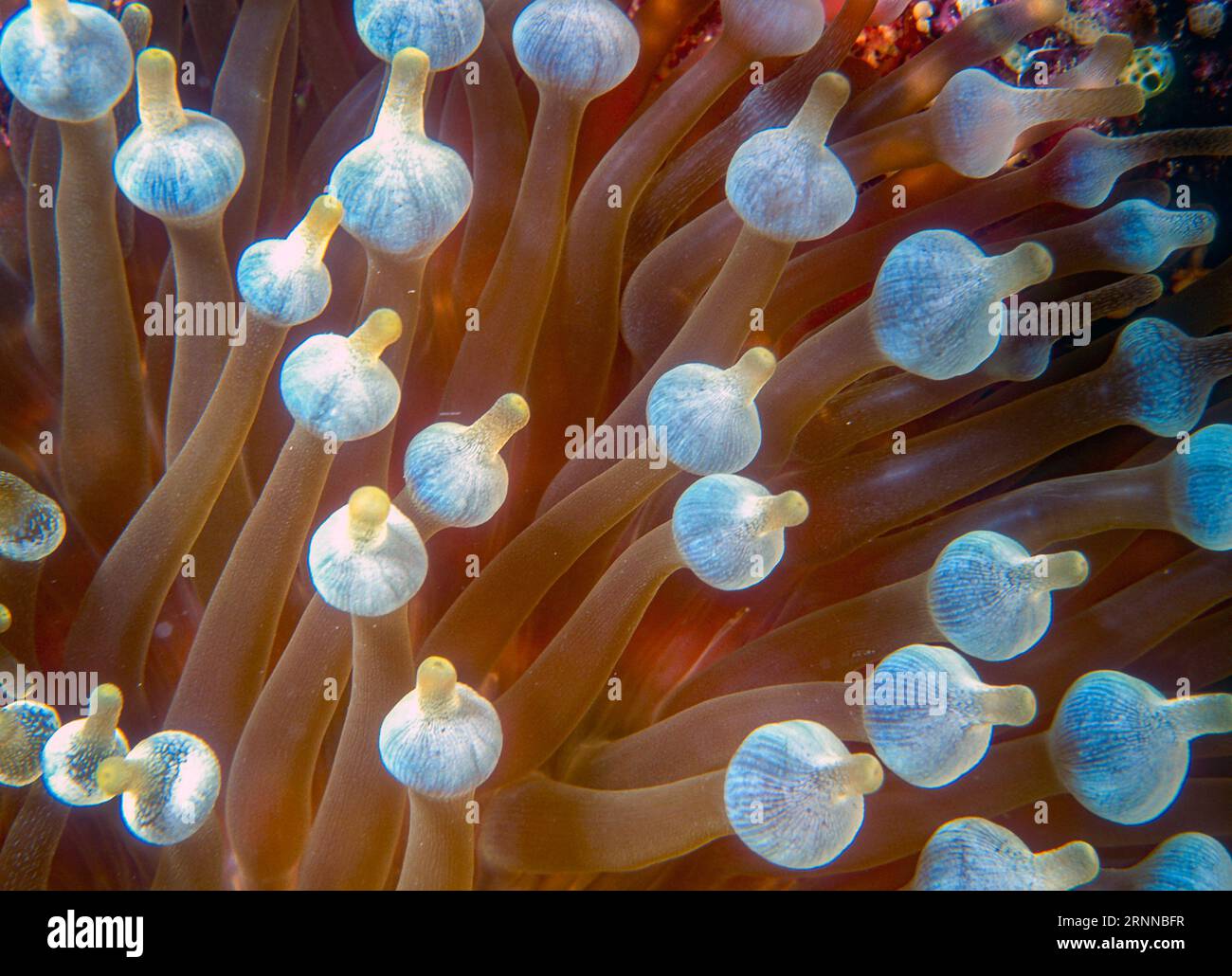 Bubble-tip Anemone, Entacmaea quadricolor. Close up of the tentacles. Photo from Ribbon Reef, Great Barrier Reef, Australia. Stock Photo