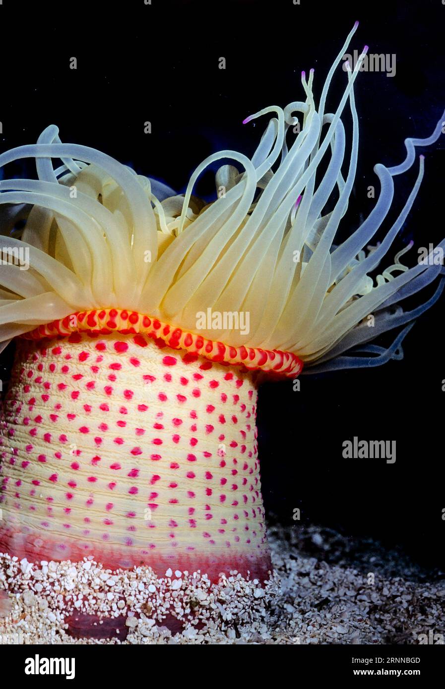 Strawberry anemone (Actinia fragacea). Aquariumphoto. Stock Photo
