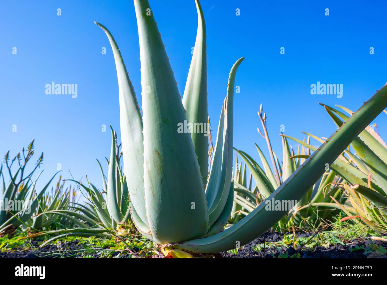 A closeup of an Aloe Vera plant. The plant has thick, fleshy leaves