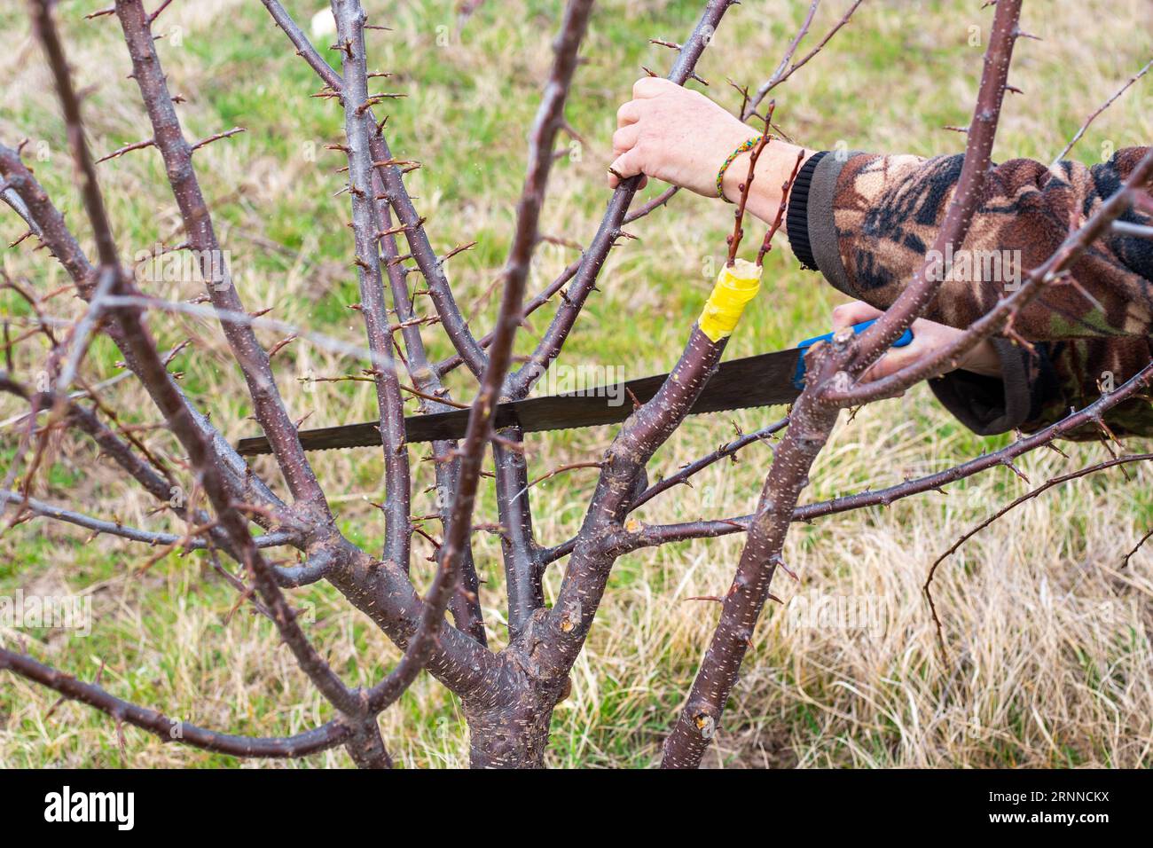Pruning fruit trees hi-res stock photography and images - Alamy