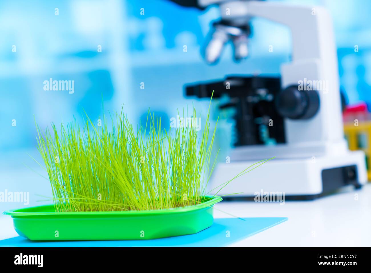 Investigating the effects of fields on plant growth and health