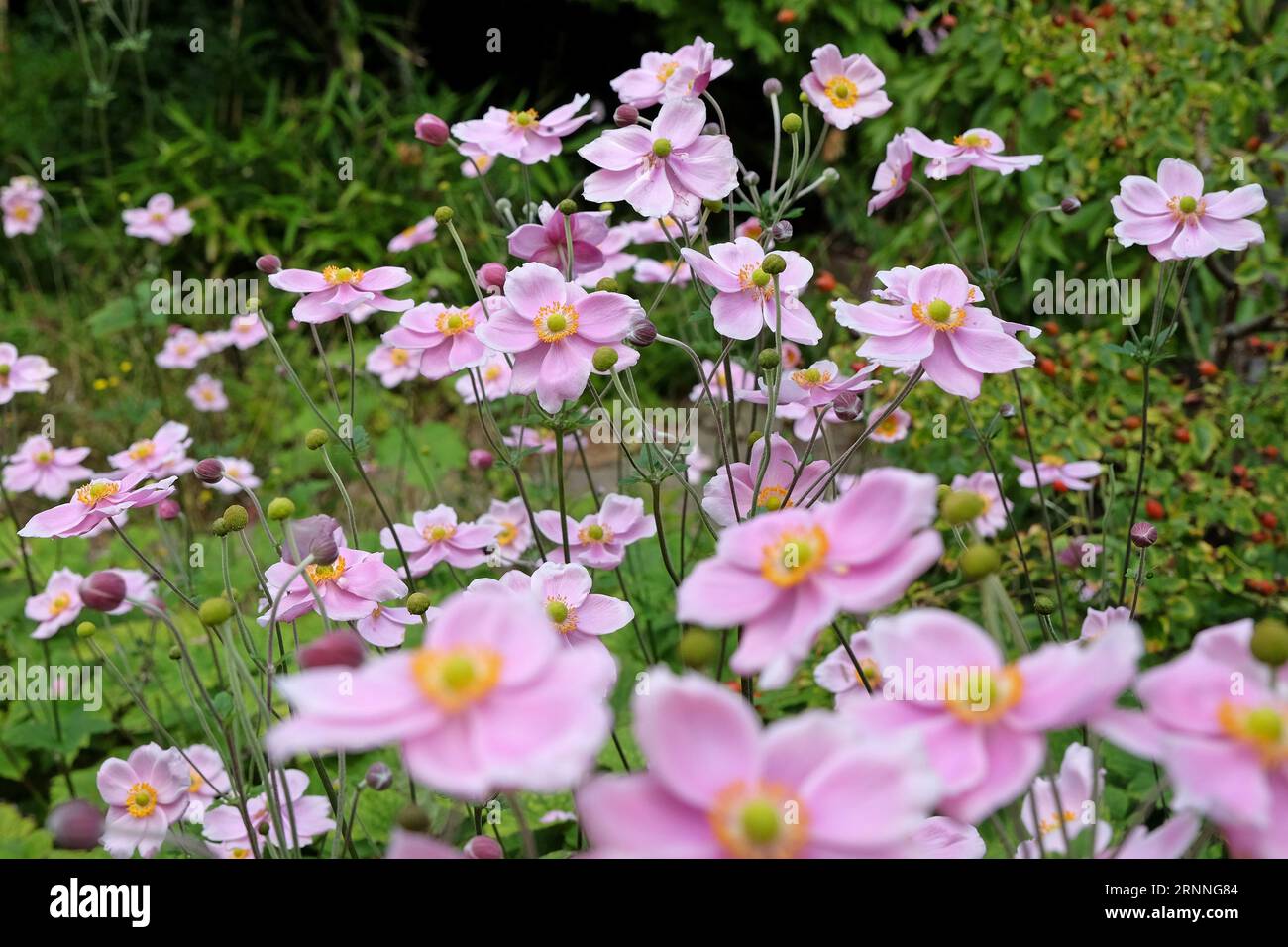 Soft pink Japanese Anemone hybrida 'RobustissimaÕ, also known as a grape leaf anemone, in flower. Stock Photo