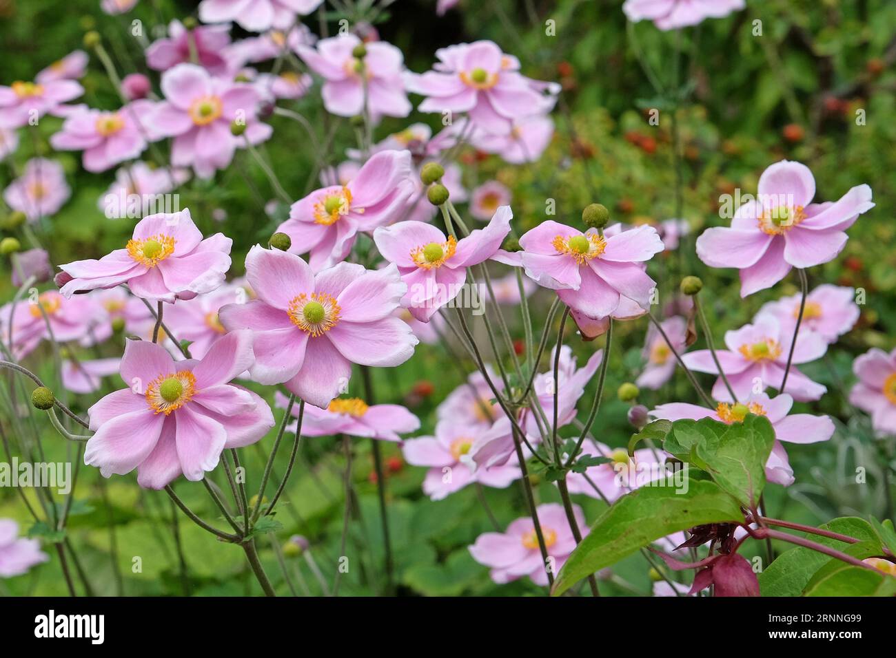 Soft pink Japanese Anemone hybrida 'RobustissimaÕ, also known as a grape leaf anemone, in flower. Stock Photo