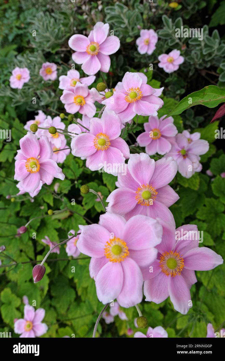 Soft pink Japanese Anemone hybrida 'RobustissimaÕ, also known as a grape leaf anemone, in flower. Stock Photo