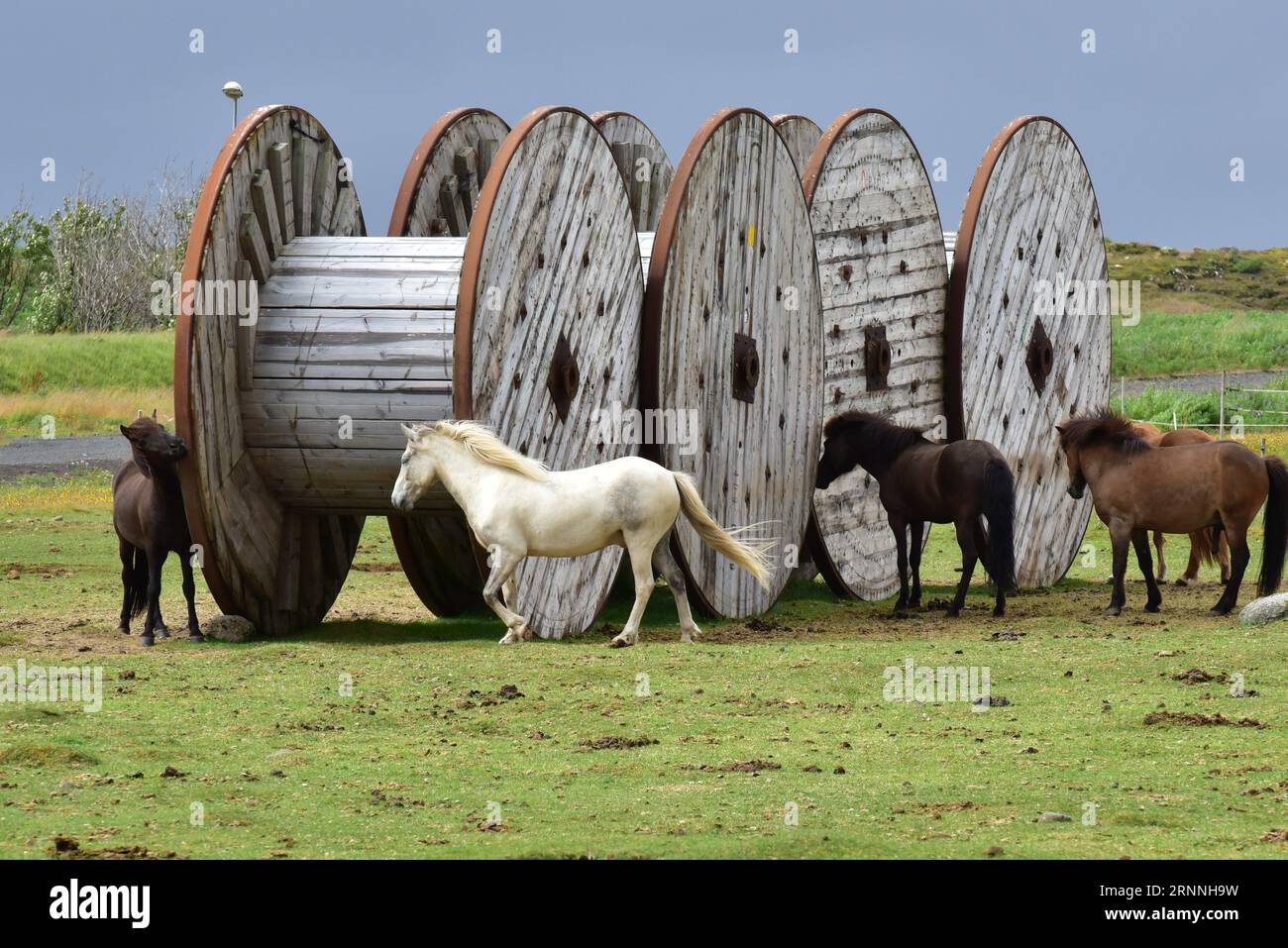 A group of horses running around vintage-style reels in a green field Stock Photo