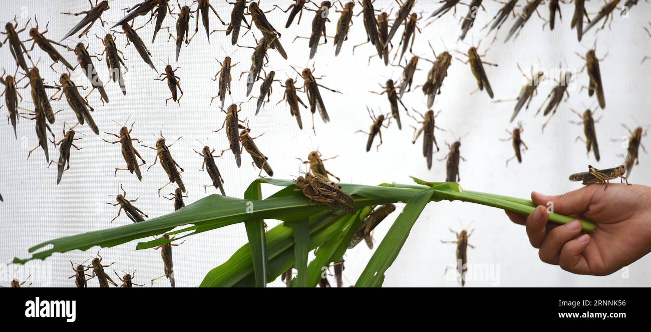 Locusts farmer hi-res stock photography and images - Alamy Locusts farmer hi-res stock photography and images - Alamy