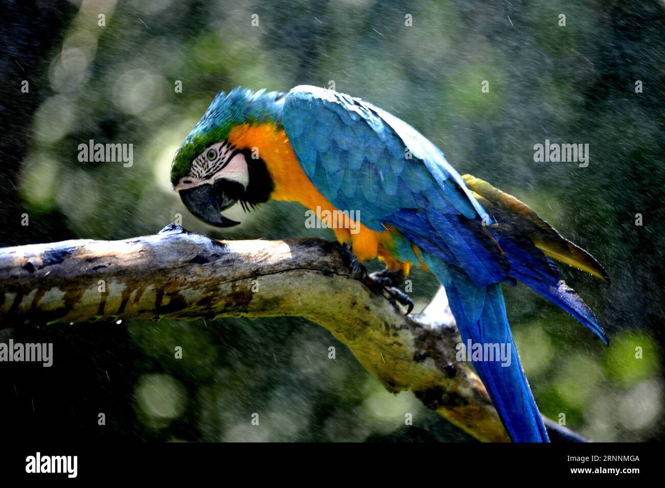(170721) -- SHANGHAI, July 21, 2017 -- A blue-and-yellow macaw enjoys spray-cooling at Shanghai Zoo in east China s Shanghai, July 21, 2017. The meteorological department of east China metropolis Shanghai recorded an air temperature of 40.9 degrees Celsius (105.6 degrees Fahrenheit) at around 2 p.m. Friday, the highest on record in the city in 145 years. The Shanghai Zoo has took many measures to keep the animals cool. ) (lb) CHINA-SHANGHAI-ANIMAL-SUMMER HEAT (CN) ZhangxJiansong PUBLICATIONxNOTxINxCHN   Shanghai July 21 2017 a Blue and Yellow Macaw enjoys Spray Cooling AT Shanghai Zoo in East Stock Photo
