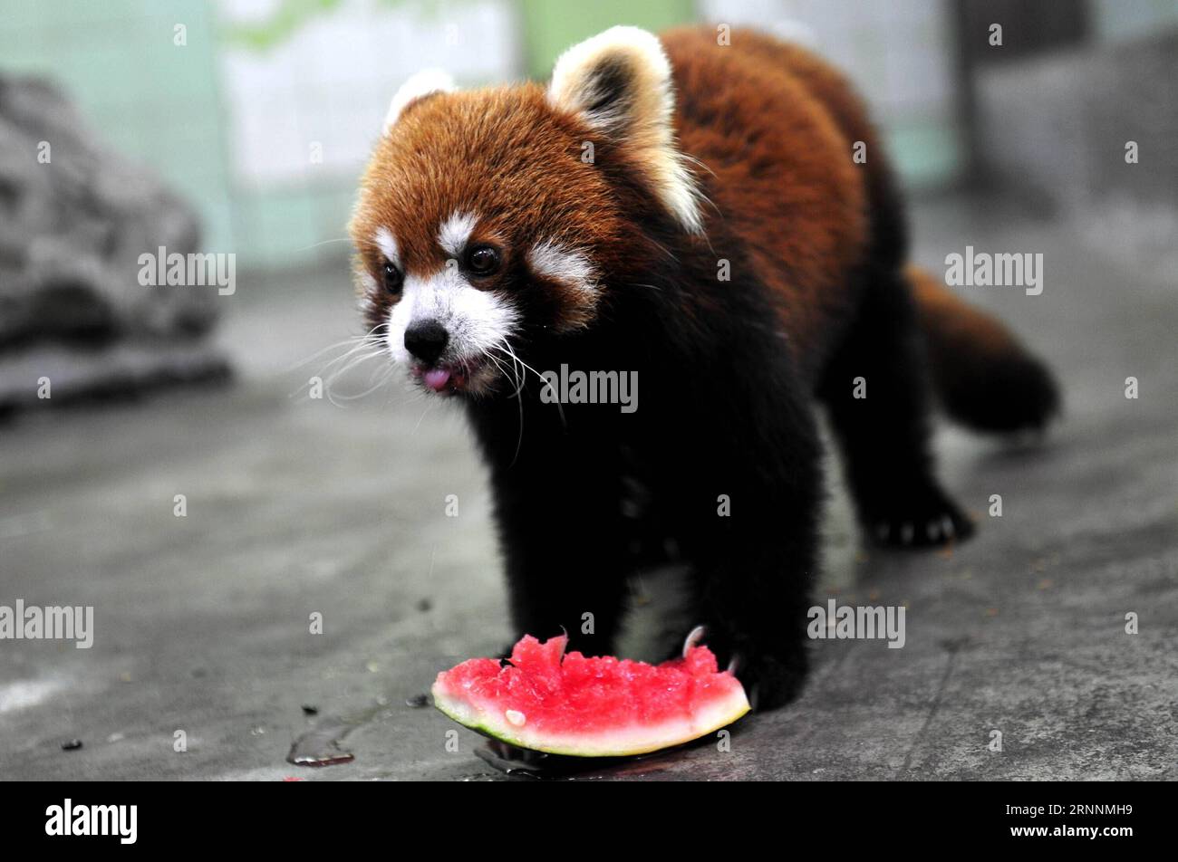 (170721) -- SHANGHAI, July 21, 2017 -- A lesser panda eats watermelon at Shanghai Zoo in east China s Shanghai, July 21, 2017. The meteorological department of east China metropolis Shanghai recorded an air temperature of 40.9 degrees Celsius (105.6 degrees Fahrenheit) at around 2 p.m. Friday, the highest on record in the city in 145 years. The Shanghai Zoo has took many measures to keep the animals cool. ) (lb) CHINA-SHANGHAI-ANIMAL-SUMMER HEAT (CN) ZhangxJiansong PUBLICATIONxNOTxINxCHN   Shanghai July 21 2017 a Lesser Panda eats Watermelon AT Shanghai Zoo in East China S Shanghai July 21 201 Stock Photo