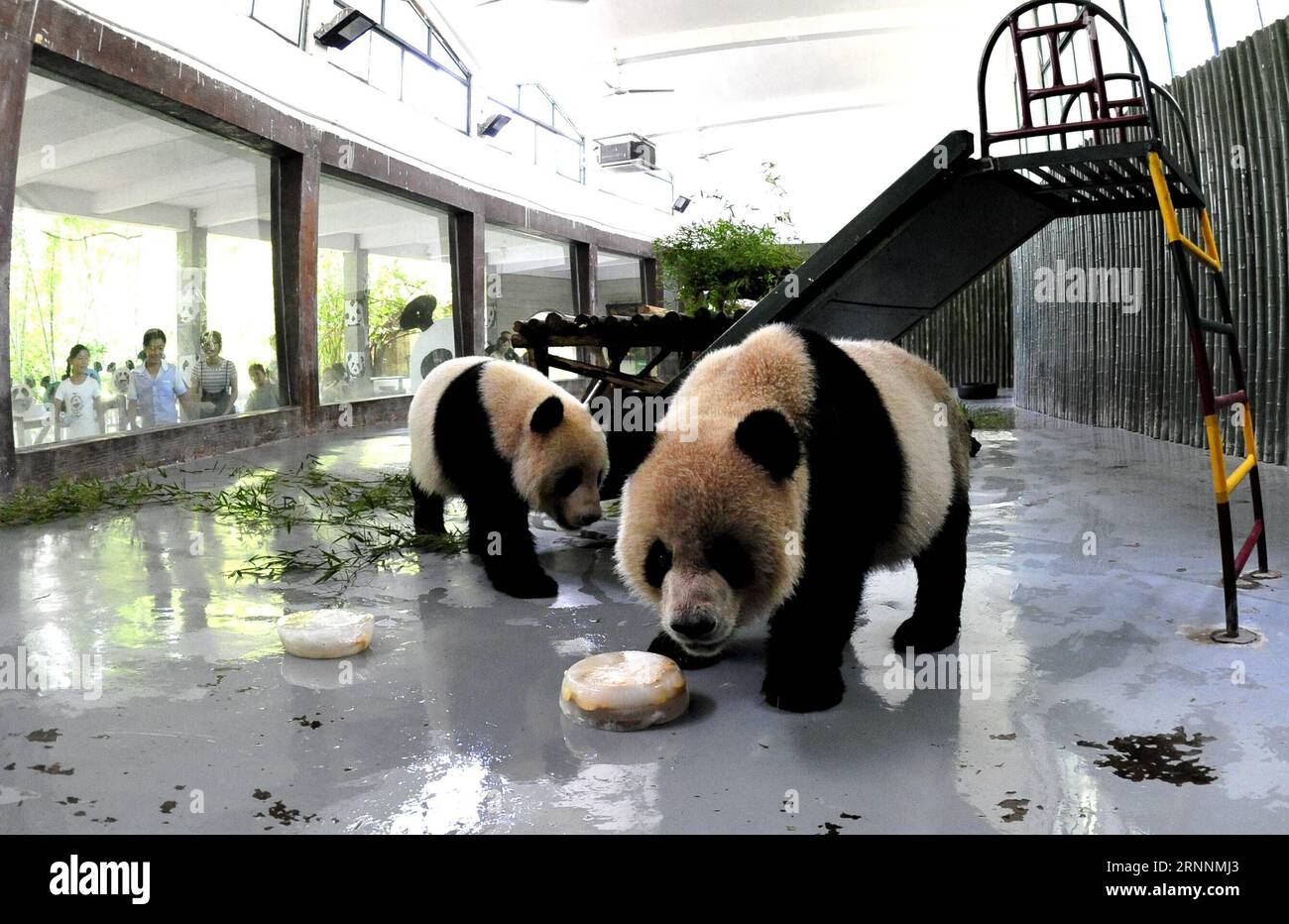 (170721) -- SHANGHAI, July 21, 2017 -- Giant pandas enjoy ice cubes inside an air-conditioned enclosure at Shanghai Zoo in east China s Shanghai, July 21, 2017. The meteorological department of east China metropolis Shanghai recorded an air temperature of 40.9 degrees Celsius (105.6 degrees Fahrenheit) at around 2 p.m. Friday, the highest on record in the city in 145 years. The Shanghai Zoo has took many measures to keep the animals cool. ) (lb) CHINA-SHANGHAI-ANIMAL-SUMMER HEAT (CN) ZhangxJiansong PUBLICATIONxNOTxINxCHN   Shanghai July 21 2017 Giant Pandas Enjoy ICE Cubes Inside to Air condit Stock Photo