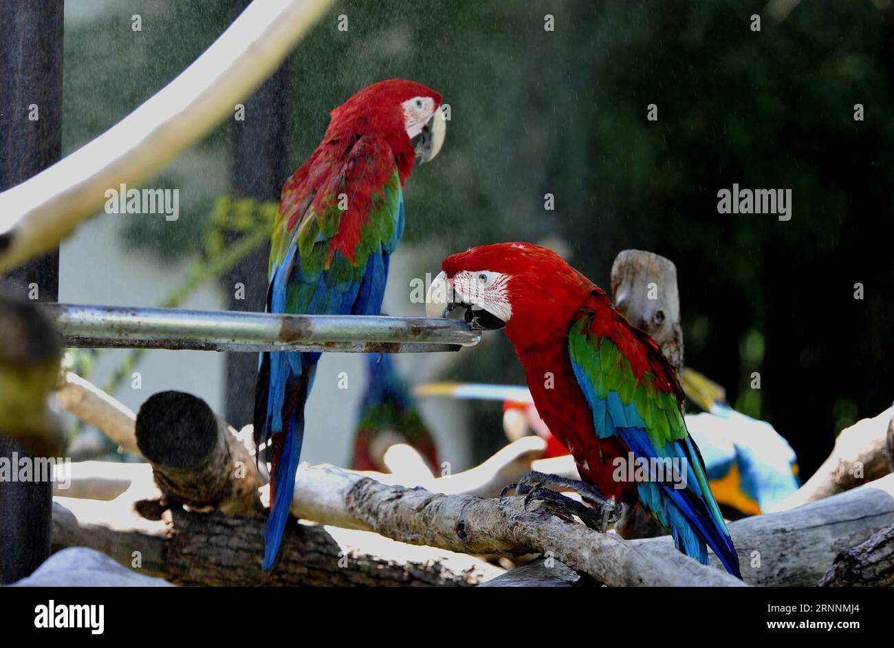 (170721) -- SHANGHAI, July 21, 2017 -- Scarlet macaws enjoy spray-cooling at Shanghai Zoo in east China s Shanghai, July 21, 2017. The meteorological department of east China metropolis Shanghai recorded an air temperature of 40.9 degrees Celsius (105.6 degrees Fahrenheit) at around 2 p.m. Friday, the highest on record in the city in 145 years. The Shanghai Zoo has took many measures to keep the animals cool. ) (lb) CHINA-SHANGHAI-ANIMAL-SUMMER HEAT (CN) ZhangxJiansong PUBLICATIONxNOTxINxCHN   Shanghai July 21 2017 Scarlet macaws Enjoy Spray Cooling AT Shanghai Zoo in East China S Shanghai Jul Stock Photo